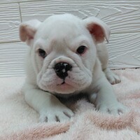 わんわんペットセンター