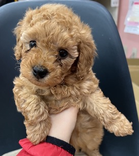125029 トイプードル