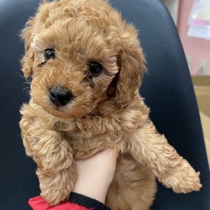125029 トイプードル