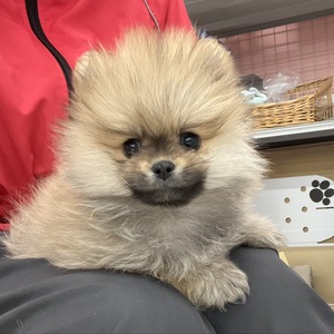 125030 ポメラニアン