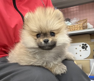 125030 ポメラニアン