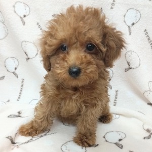125054 トイプードル