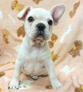 125084 フレンチブルドッグ
