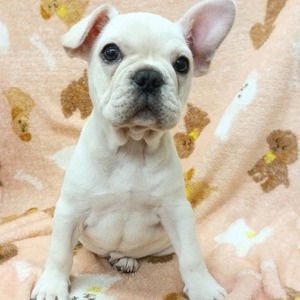 125084 フレンチブルドッグ