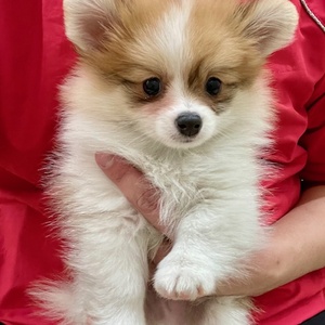 125087 ポメラニアン