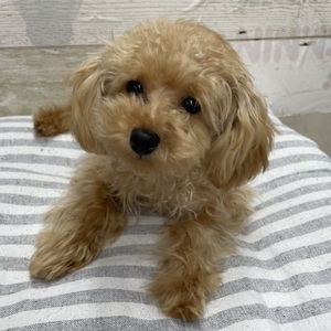 124391 トイプードル