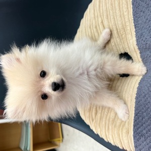 125078 ポメラニアン