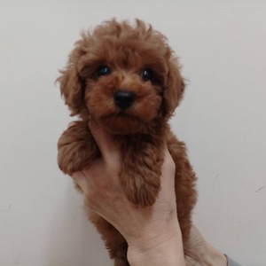 125125 トイプードル