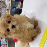 ペットアミみやき店