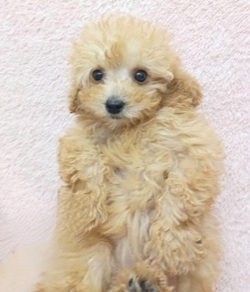 125177 トイプードル