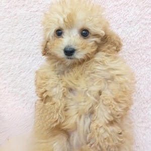 125177 トイプードル