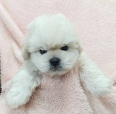 ＭＩＸ犬(トイプードル×ペキニーズ)