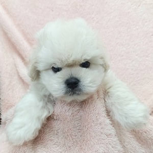 125191 ＭＩＸ犬(トイプードル×ペキニーズ)