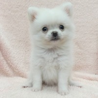 ペットアミ周船寺店