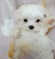 125217 マルチーズ