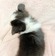 125219 シェットランドシープドッグ