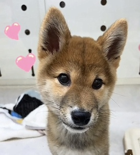 125127 柴