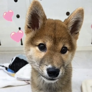 125127 柴