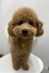 125036 トイプードル