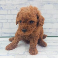 ペットアミ伊万里店
