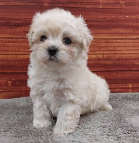 125305 MIX(マルチーズ×トイプードル)