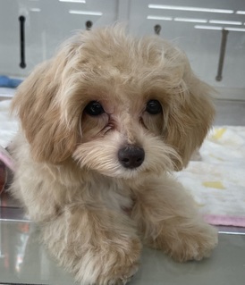 125178 MIX(マルチーズ×トイプードル)