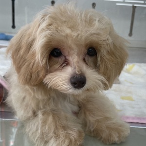 125178 MIX(マルチーズ×トイプードル)