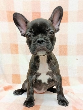 125351 フレンチブルドッグ