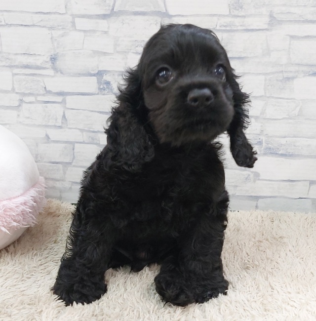 アメリカンコッカースパニエル | 犬の販売 | 唐津ケンネル｜犬・猫