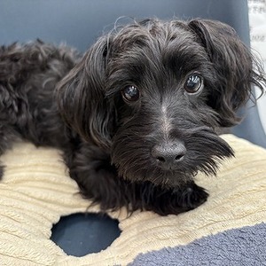 125062MIX(トイプードル×ヨークシャテリア)