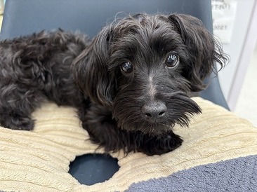 125062MIX(トイプードル×ヨークシャテリア)