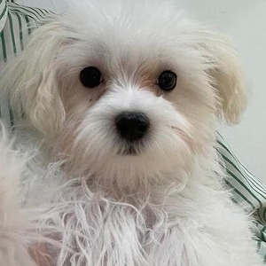 125101 マルチーズ