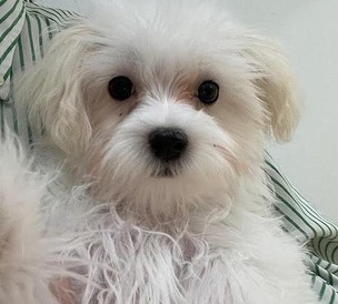 125101 マルチーズ