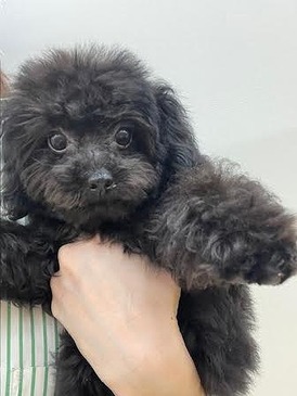 125204 MIX(トイプードル×チワワ)