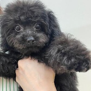 125204 MIX(トイプードル×チワワ)