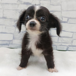 125366 MIX(チワワ×ミニチュアダックス)