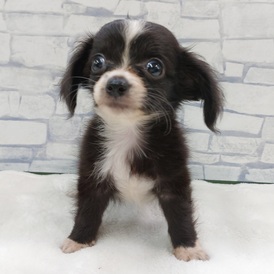 125366 MIX(チワワ×ミニチュアダックス)