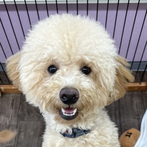 125029 トイプードル