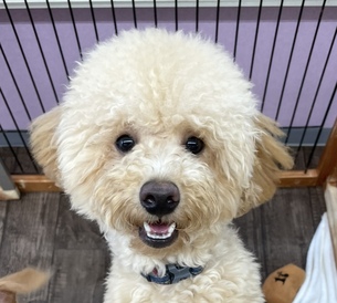 125029 トイプードル