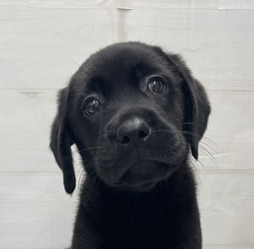 125362 ラブラドールレトリバー