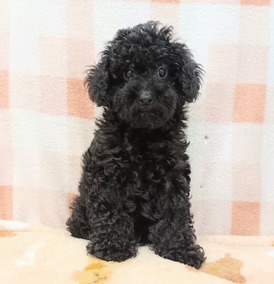 125358 トイプードル