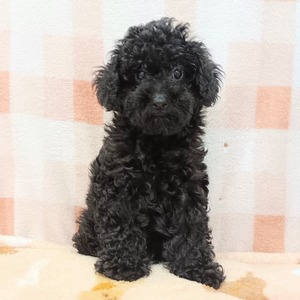 125358 トイプードル