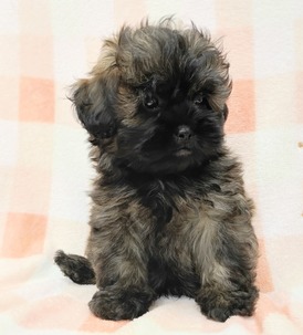 125374 MIX(トイプードル×ペキニーズ)