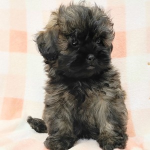 125374 MIX(トイプードル×ペキニーズ)