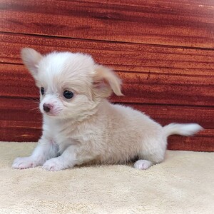 ペットアミ武雄店