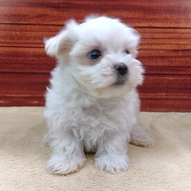 125411 マルチーズ