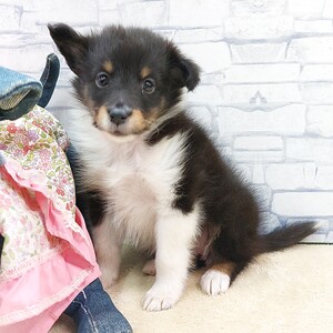 125413 シェットランドシープドッグ