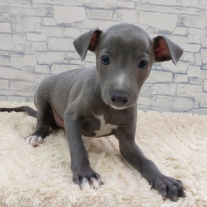 125368 イタリアングレーハウンド