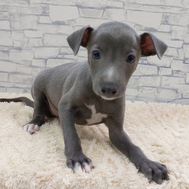 125368 イタリアングレーハウンド