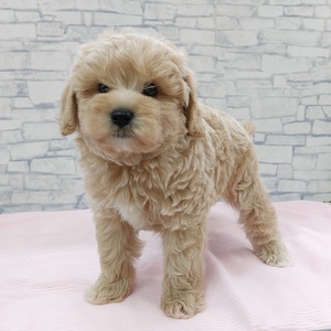 125370 MIX(キャバリア・キング・チャールズ・スパニエル×トイプードル)